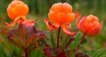 Jak pěstovat moruška ze semen doma, výsadba a péče